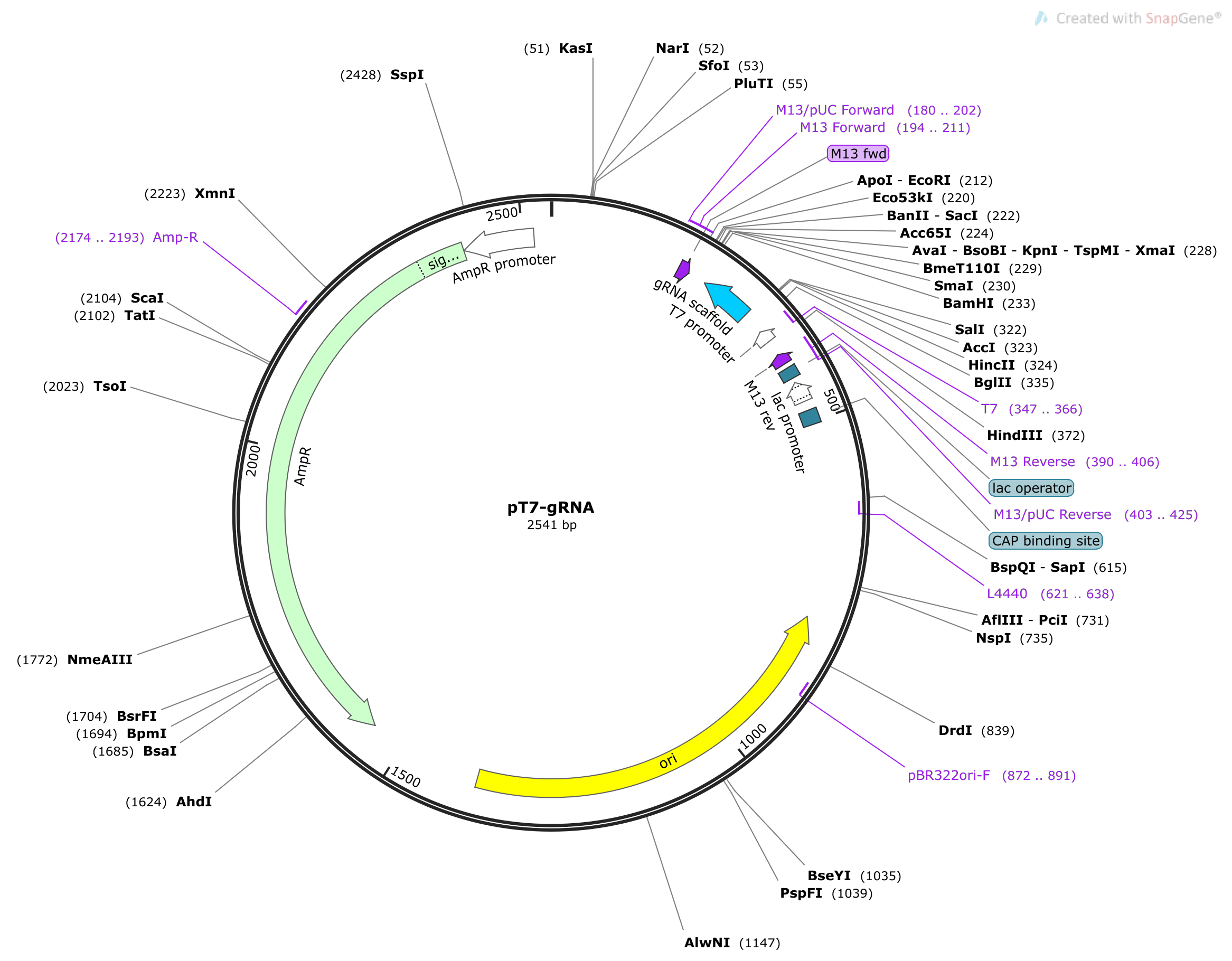 pT7-gRNA plasmid map